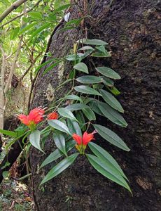 Orchids