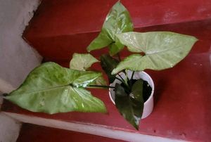 Evergreen Arrowhead Plant 🌵 &amp; Pot