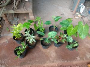 10 Plants