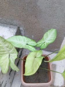 Arrowhead Plant