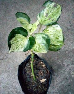 Assorted Live Plants