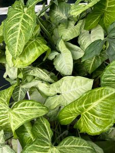House Plant