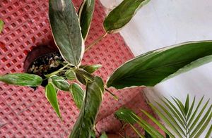 Set 2 Arrowhead &amp; Never.. Plants