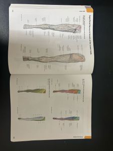 Atlas Of Anatomy