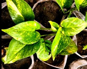 Decorative Money Plants