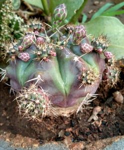 Variegated Cactus