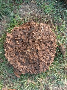 Upla/thepri/Cow dung Cake