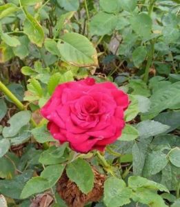 Rose plants