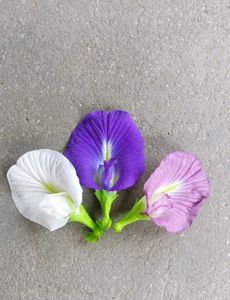 Aprajita, Sunflower, Rain Lily Plant Seed