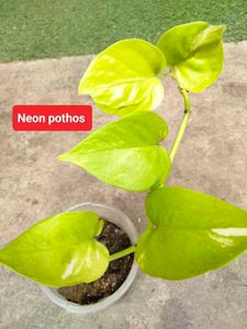 Rare Plant Varities Combo