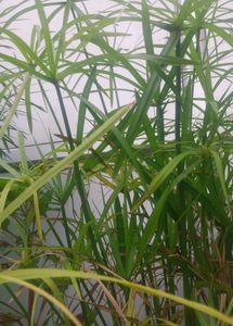 Umbrella Palm + Water Latuce