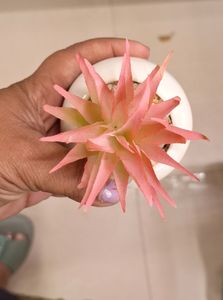 2pc Artificial Mini Desktop Plant