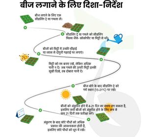 Broccoli Seeds हरी गोभी/ब्रोकली के बीज)