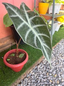 Alocasia longiloba same plant