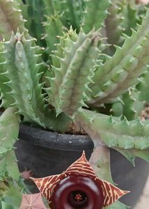 Huernia Zebrina Sacculant Plant