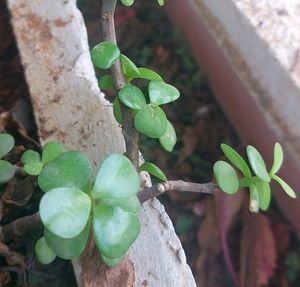 Jade-Plant Succulent Indoor/Outdoor