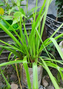 Rajanigandha (Tuberose, Nishigandha)