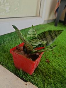 healthy snake plant with red pot combo offer
