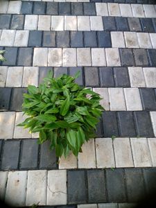 5 Live Root Plants
