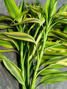 Six Lucky Bamboo Stick 2ft