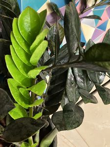 BLACK ZZ Plant