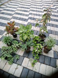 10 Live Root Plants