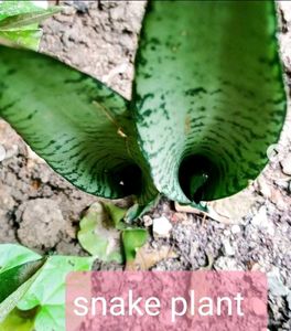 Mix Combo Air Purifying Plants