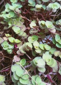 Callisia Repens &#39;Pink Panther&#39; Hanging Plant