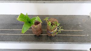 combo of two plants and one stem cutting