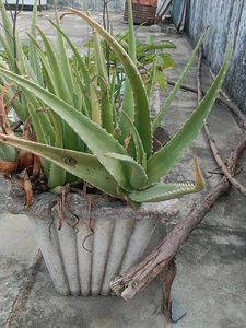 Aloe Vera Plant