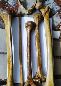 Original Bone Set