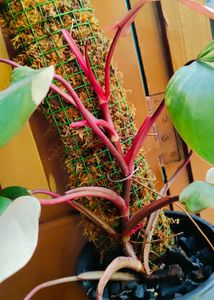 Variegated Philodendron strawberry shake Plant