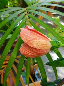 Red And Orange Hibiscus Cutting Saplings
