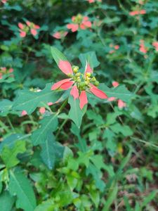 Euphorbia Cyathophora (fire On The Mountain)