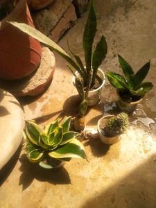All 5 Variety Permanant Showing Plant