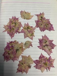dry flowers pink