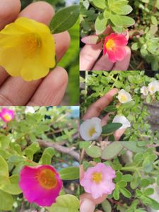 Combo Of 15 Colours Mixed Portulaca Plant