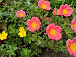 Two Colour Single Petal Portulika  , Pack Of 2