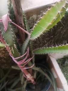 Red Drigon Plant Cutting Only Single Piece