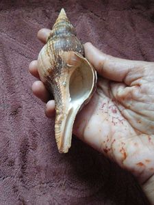 free delivery(largest True tulip shell