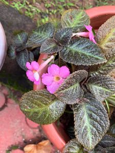 flowering  plants 3 combo