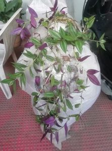 Pack 2 Arrowhead Zabronics plantS