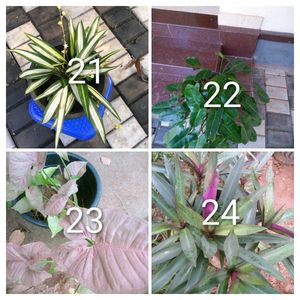 you can select 10 Live Root plants