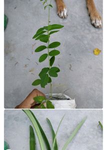 Any 10 Plant Combo