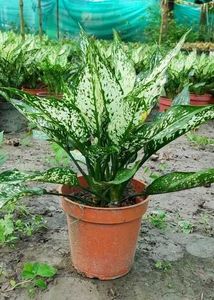 Aglaonema Indoor/Outdoor Plant With Pot.