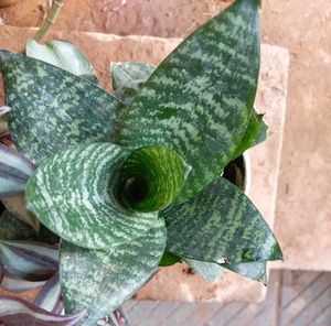 Combo Indoor Oxygen Plants