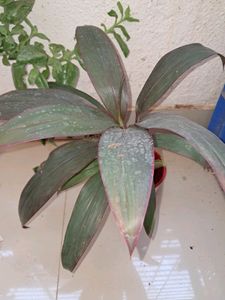 Of Dresina Plant And Croton