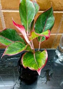 @sunder_kumar Plants