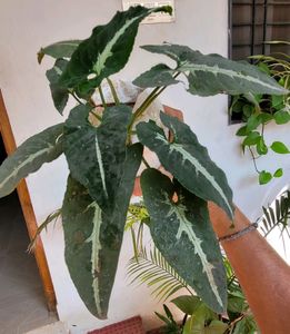 3 Set. Syngonium &amp; Callisia &amp; Zebronics Plants🪴