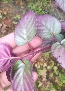 Red Flame IVy Plant | Murikootty | Hemigraphis